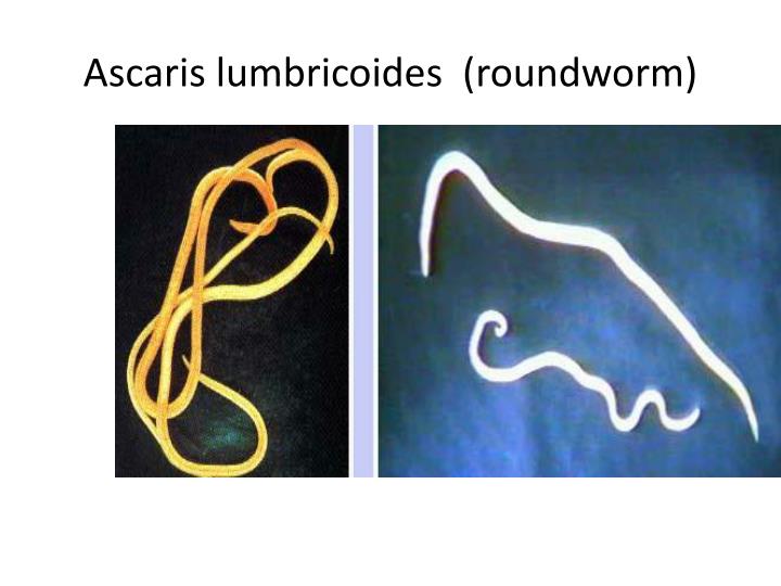 ascaris lumbricoides roundworm