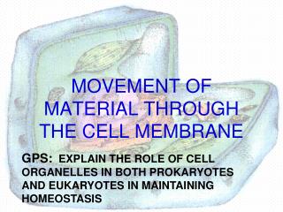 MOVEMENT OF MATERIAL THROUGH THE CELL MEMBRANE