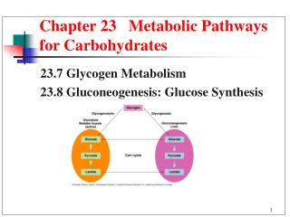 Chapter 23 Metabolic Pathways for Carbohydrates