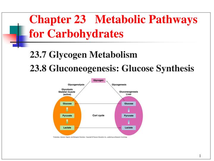 chapter 23 metabolic pathways for carbohydrates
