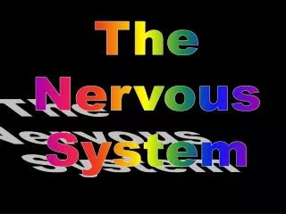 The Nervous System