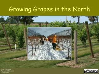 Growing Grapes in the North