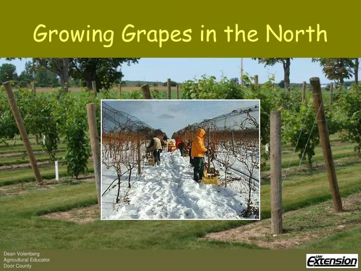 growing grapes in the north
