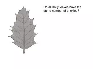 Do all holly leaves have the same number of prickles?