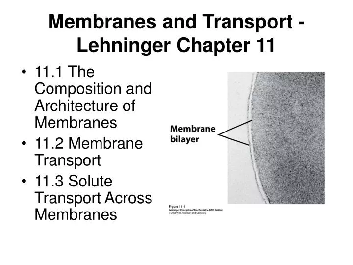 membranes and transport lehninger chapter 11