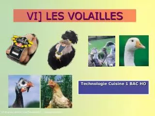vi les volailles