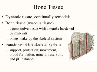 Bone Tissue