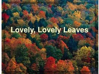 Lovely, Lovely Leaves