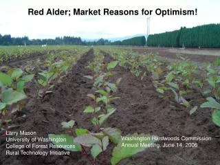 Red Alder; Market Reasons for Optimism!