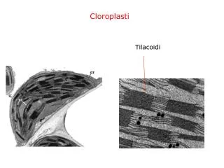 Cloroplasti