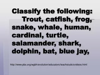 Classify the following: 	Trout, catfish, frog, snake, whale, human, cardinal, turtle, salamander, shark, dolphin, bat, b