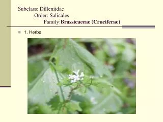 Subclass: Dilleniidae 	Order: Salicales Family: Brassicaceae (Cruciferae)