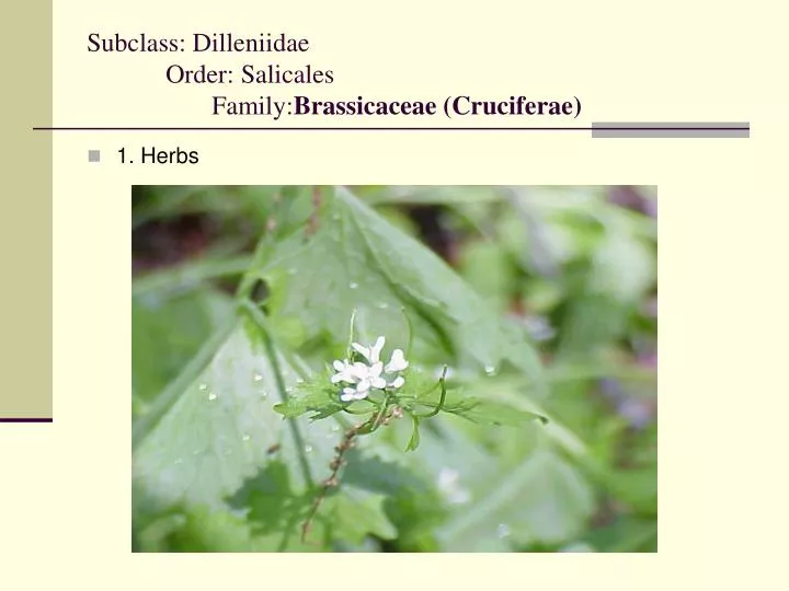 subclass dilleniidae order salicales family brassicaceae cruciferae