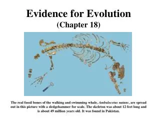 Evidence for Evolution (Chapter 18)