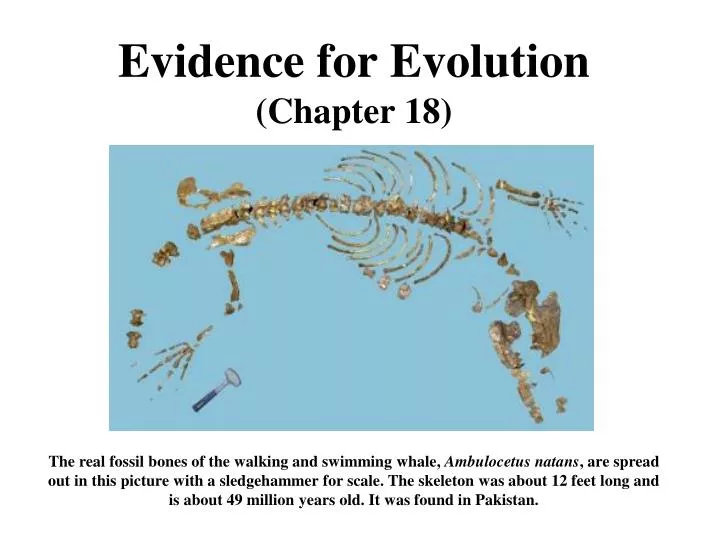 evidence for evolution chapter 18