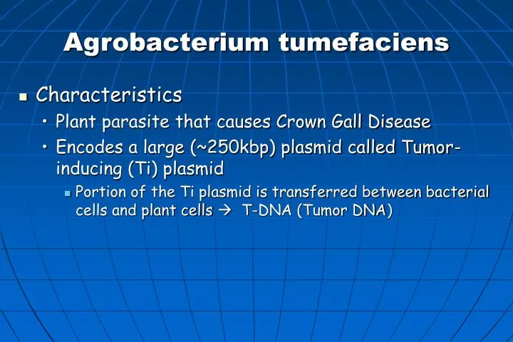 agrobacterium tumefaciens