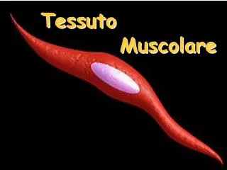 tessuto
