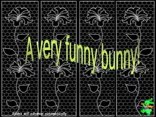A very funny bunny!