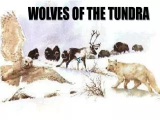 WOLVES OF THE TUNDRA