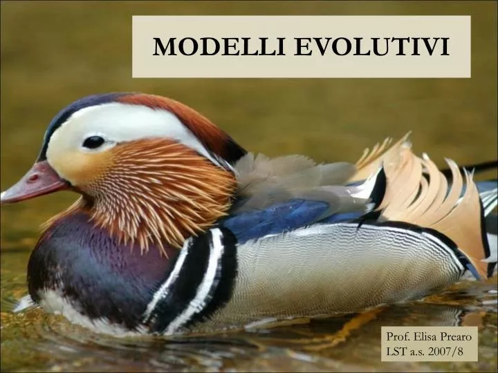 modelli evolutivi