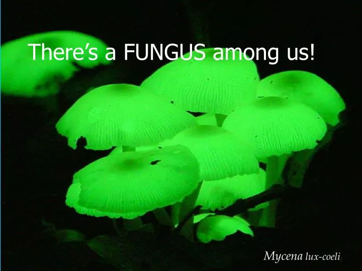 there s a fungus among us