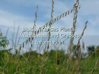 Unit IV Kansas Plants: Wildflowers and Grasses Information