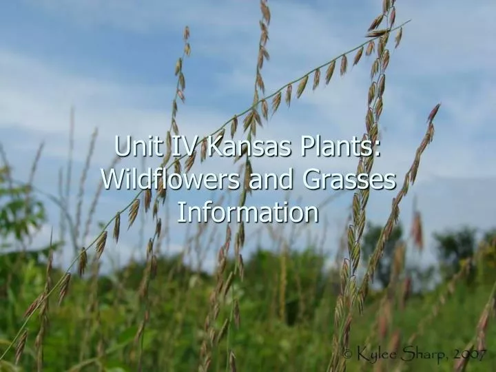 unit iv kansas plants wildflowers and grasses information