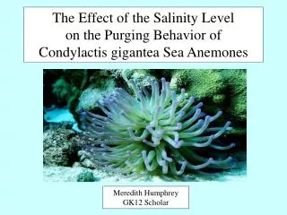 The Effect of the Salinity Level on the Purging Behavior of Condylactis gigantea Sea Anemones