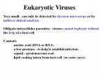 Eukaryotic Viruses - slide 1
