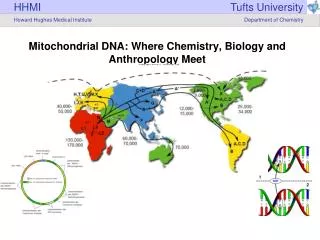 Mitochondrial DNA: Where Chemistry, Biology and Anthropology Meet