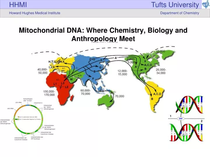 mitochondrial dna where chemistry biology and anthropology meet
