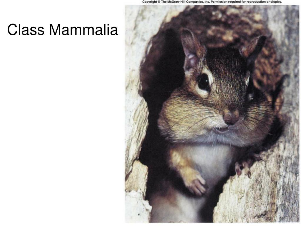 PPT - Class Mammalia PowerPoint Presentation, free download - ID:1316374