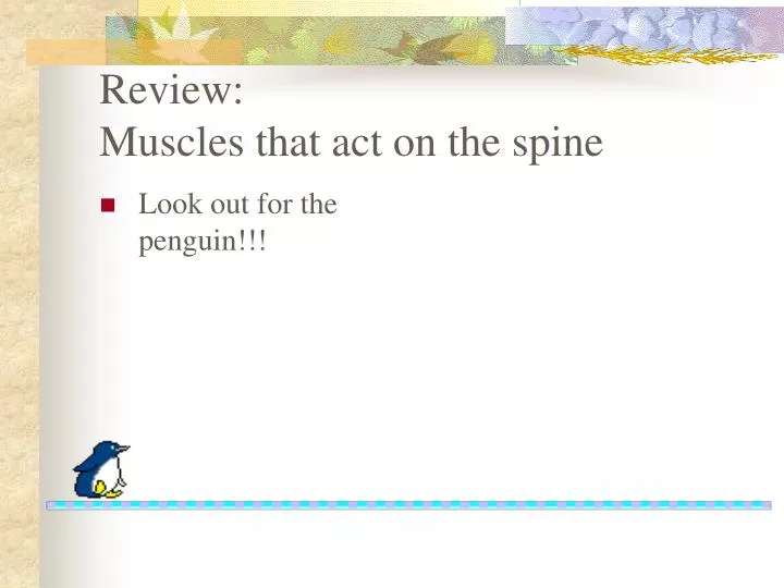 review muscles that act on the spine