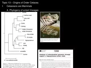 Topic 13 – Origins of Order Cetacea