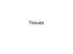 PPT - Tissues PowerPoint Presentation, Free Download - ID:2360969