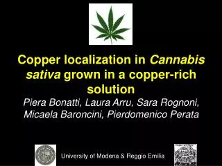 Copper localization in Cannabis sativa grown in a copper-rich solution Piera Bonatti, Laura Arru, Sara Rognoni, Micae