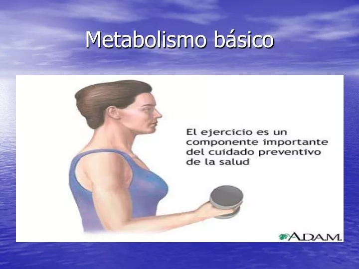 metabolismo b sico