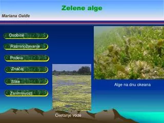 Zelene alge