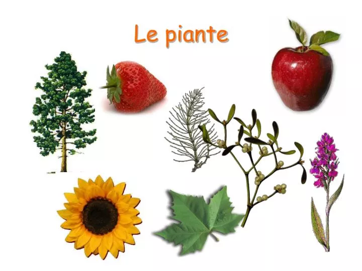 le piante