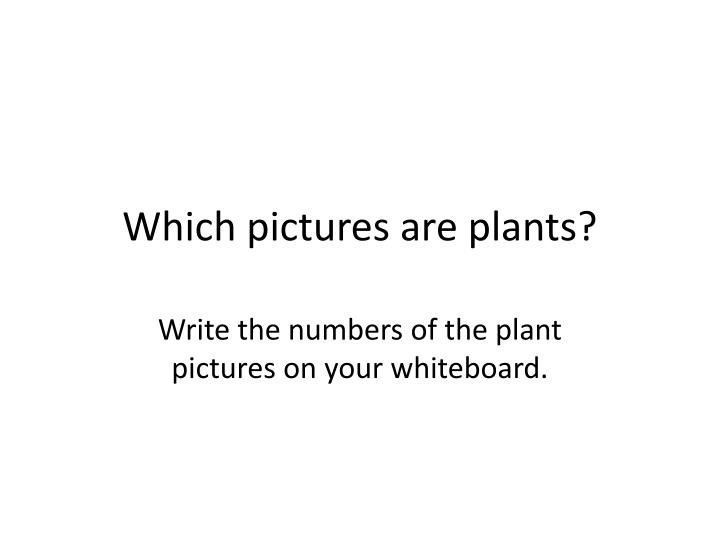 which pictures are plants