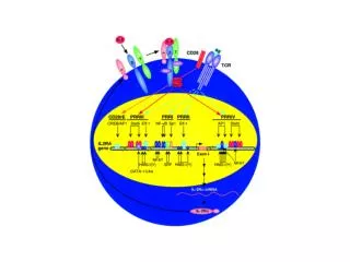 TNF superfamily TNF: produced by macrophages, monocytes, lymphocytes, fibroblasts upon inflammation, infection, injury,