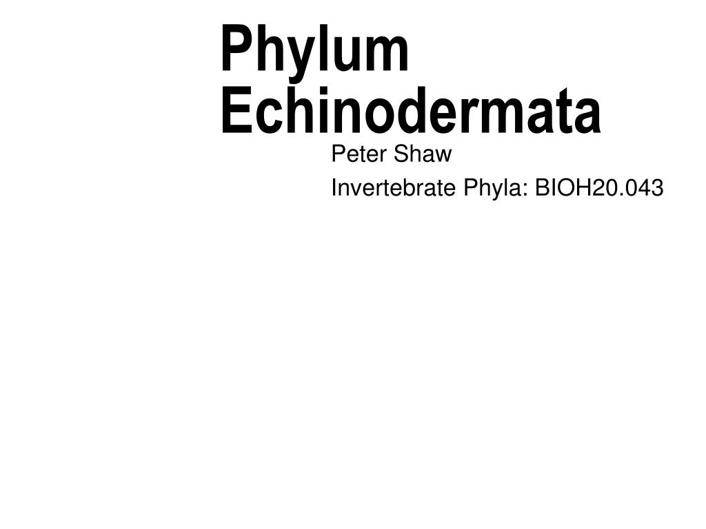 PPT - Phylum Echinodermata PowerPoint Presentation, free download - ID ...