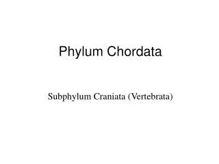 Phylum Chordata