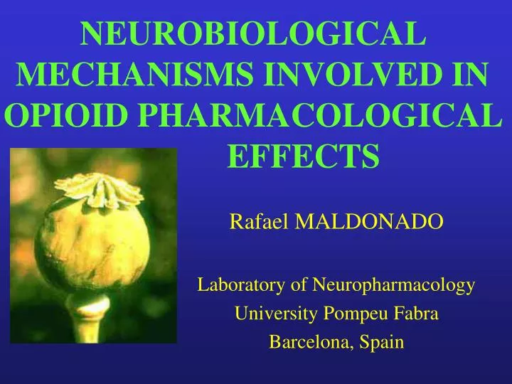 neurobiological mechanisms involved in opioid pharmacological effects