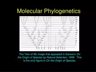 molecular phylogenetics