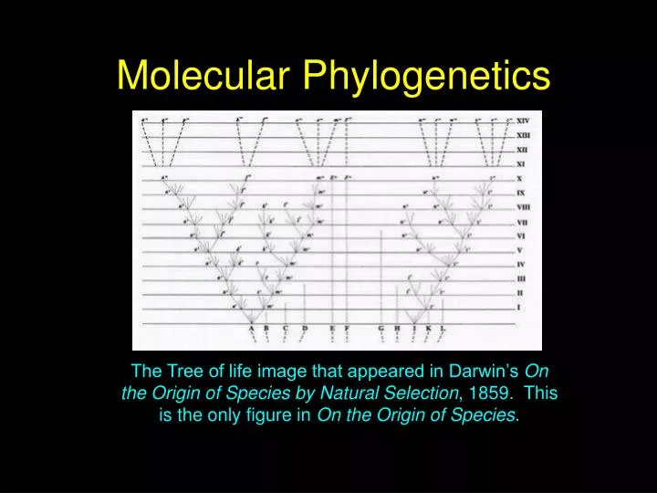 molecular phylogenetics