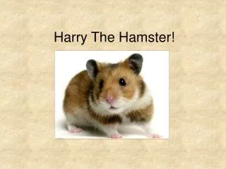 Harry The Hamster!