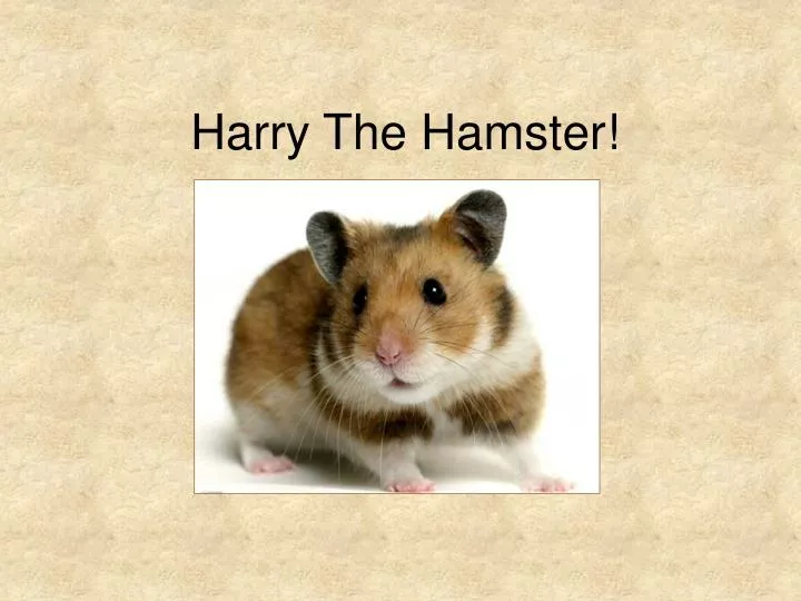 harry the hamster