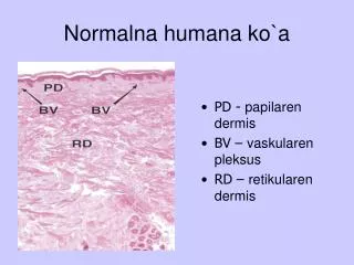 Normalna humana ko`a