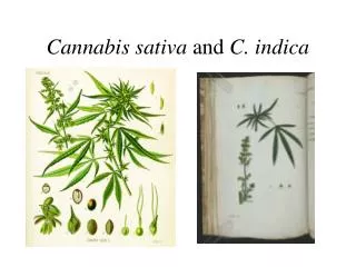 Cannabis sativa and C. indica